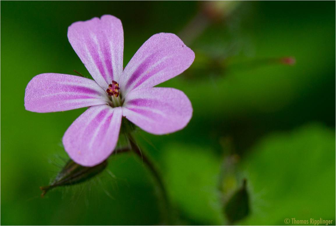 Was ist das für eine Blüte? Foto & Bild pflanzen, pilze & flechten