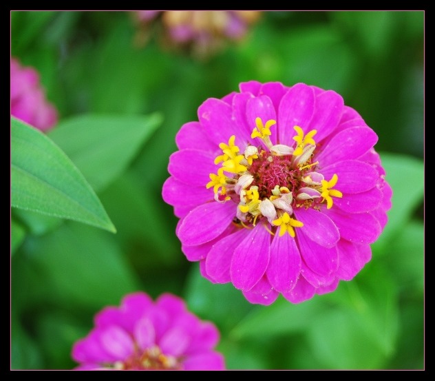 Was ist das für eine Blüte?