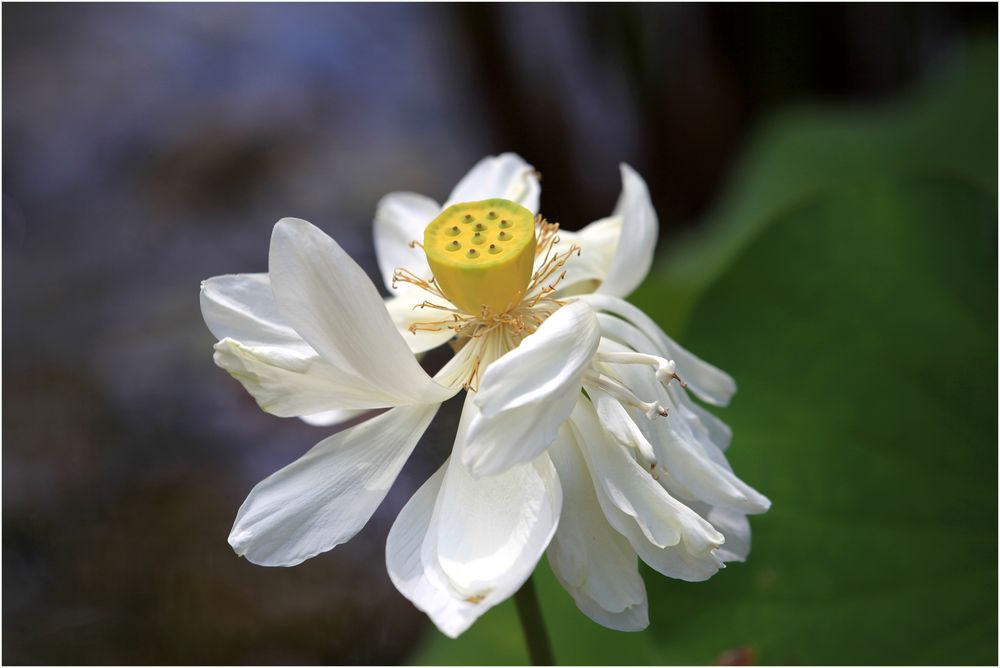 Was ist das für eine Blume? ...