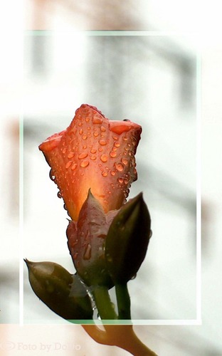 WAS IST DAS FÜR EINE ???... DANK fcler eine "Trompetenblume"!