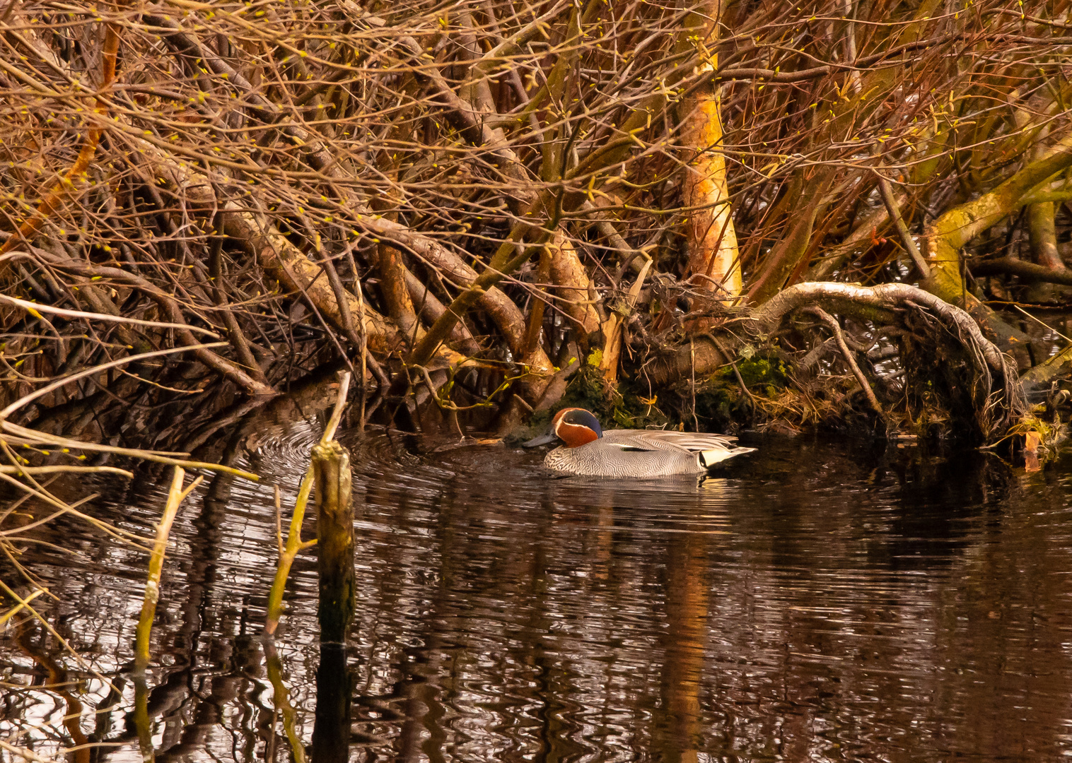 Was ist das für eine Ente ?