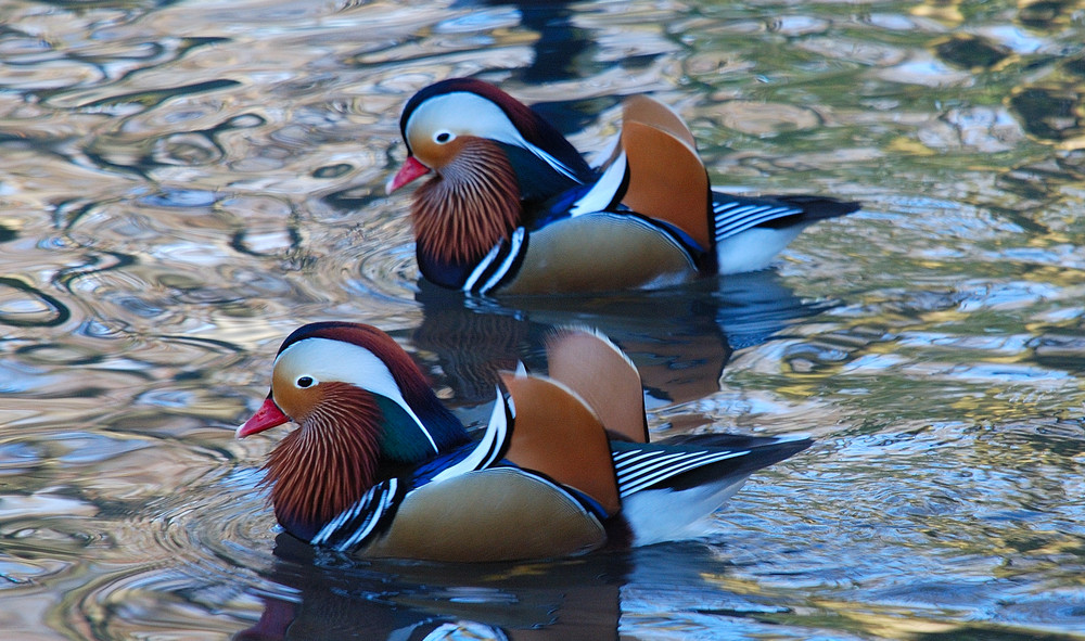 was ist das für eine enten art ?????