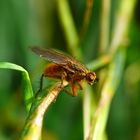 was ist das für eine fliege?