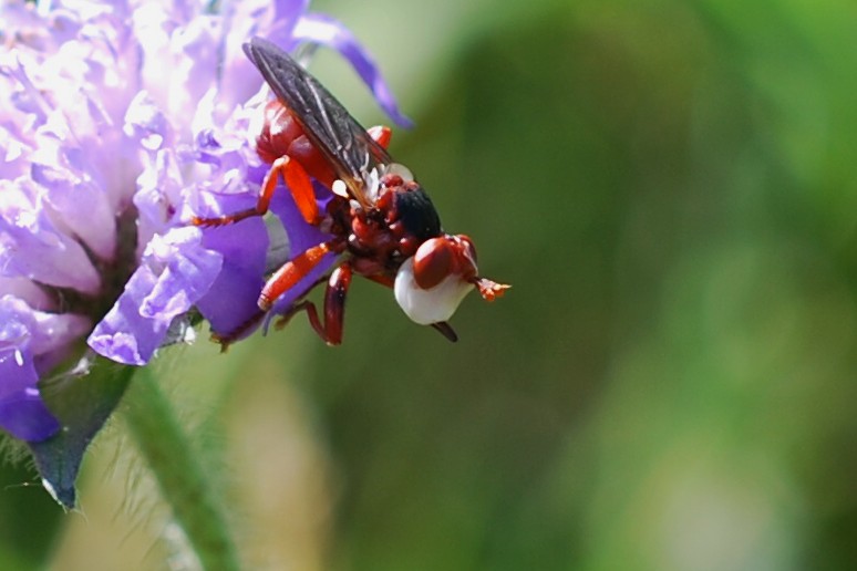 Was Ist Das Fur Eine Lustige Fliege Foto Bild Natur Fliege Insekt Bilder Auf Fotocommunity