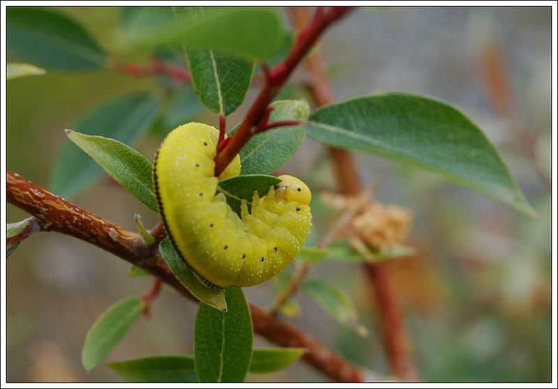 Was ist das für eine Raupe? Foto & Bild | tiere, wildlife, alaska