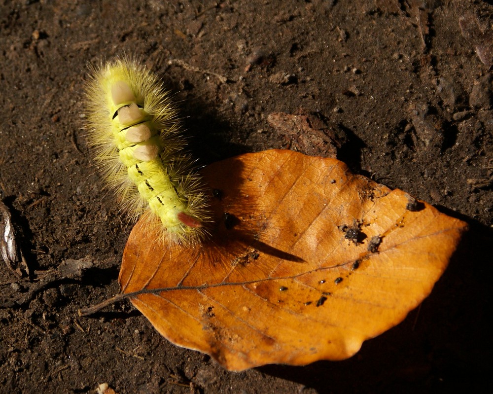 Was ist das für Eine Raupe?Weiß jemand was da mal für ein Schmetterling von wird?