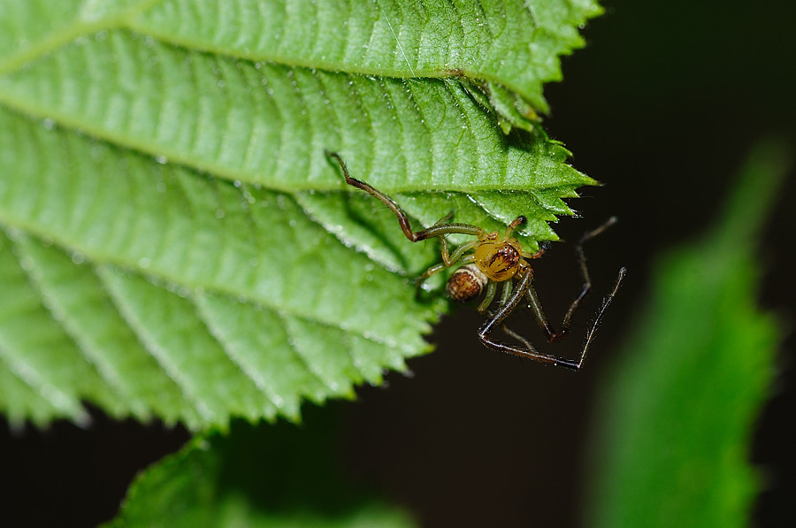 Was ist das für eine Spinne?