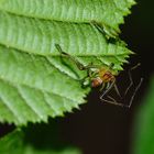 Was ist das für eine Spinne?