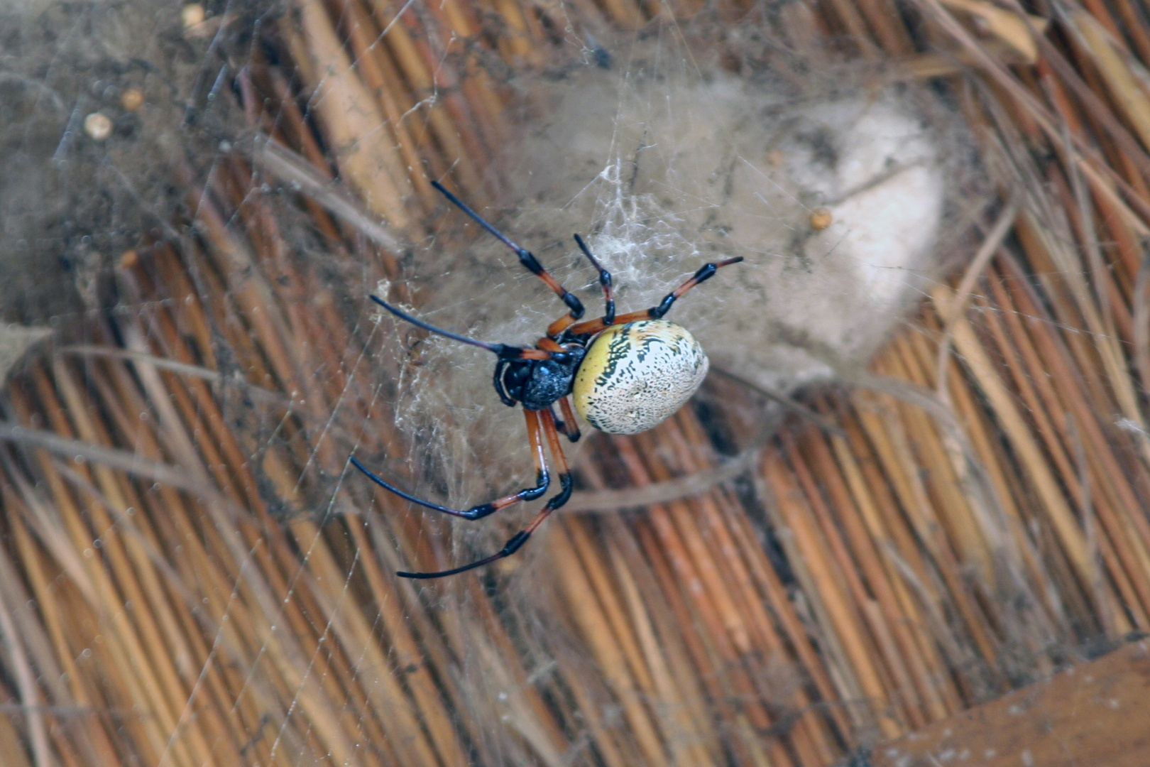 Was ist das für eine Spinne ?