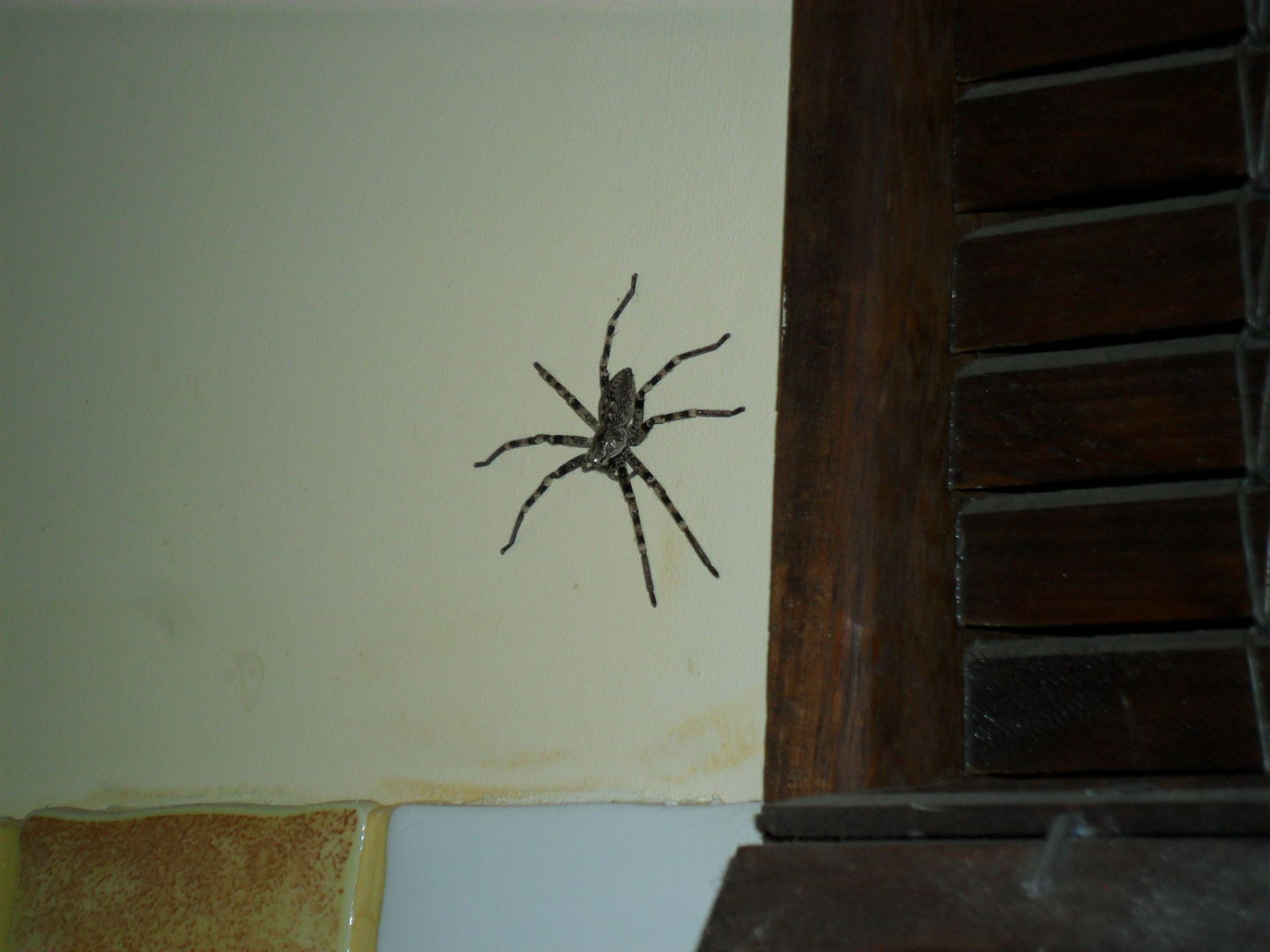 Was ist das fuer eine spinne???