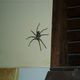 Was ist das fuer eine spinne???