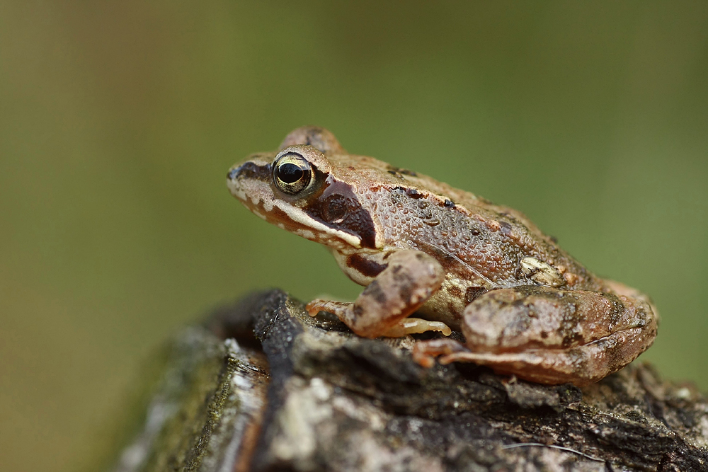 Was ist das für einer ? Foto & Bild | tiere, wildlife, amphibien