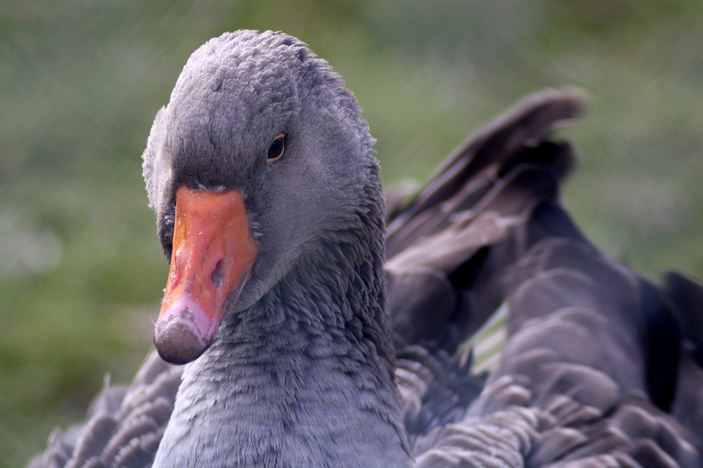 Was ist das für ne Ente?