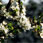 Was ist das Gegenteil von Frühlinkserwachen?