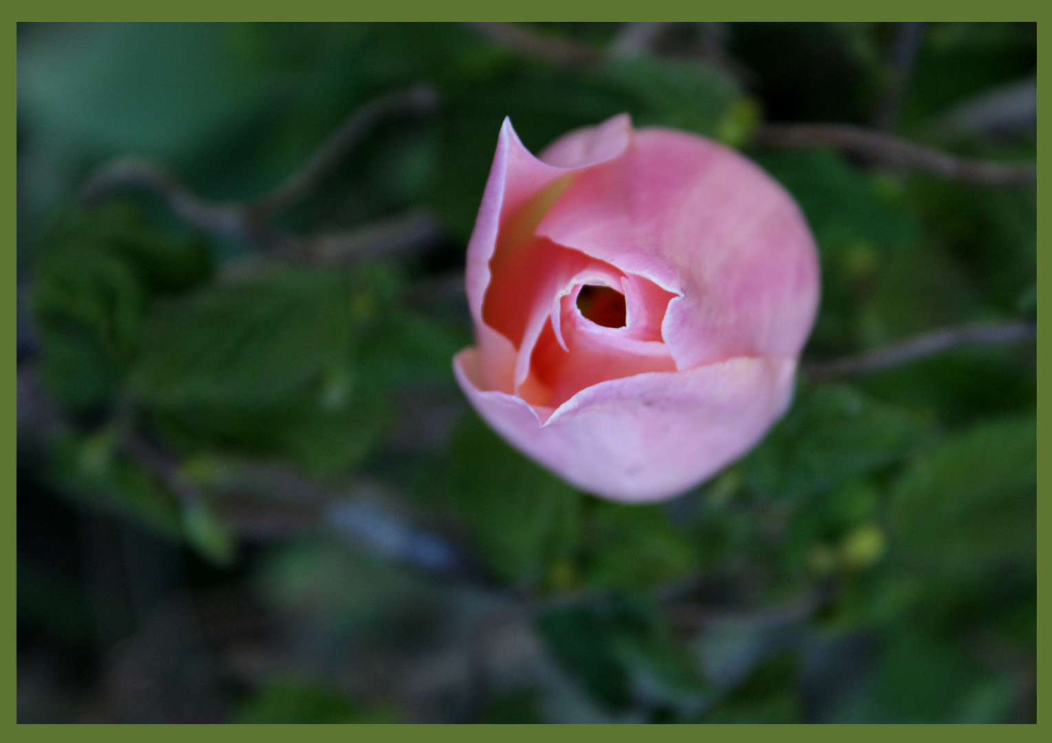 Was ist das- Rose oder Tulpe??