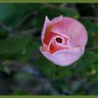 Was ist das- Rose oder Tulpe??