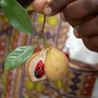 Was ist das wohl für ne Frucht?