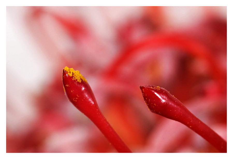 Was ist das?#gelöst: Nadelkissen-Protea#