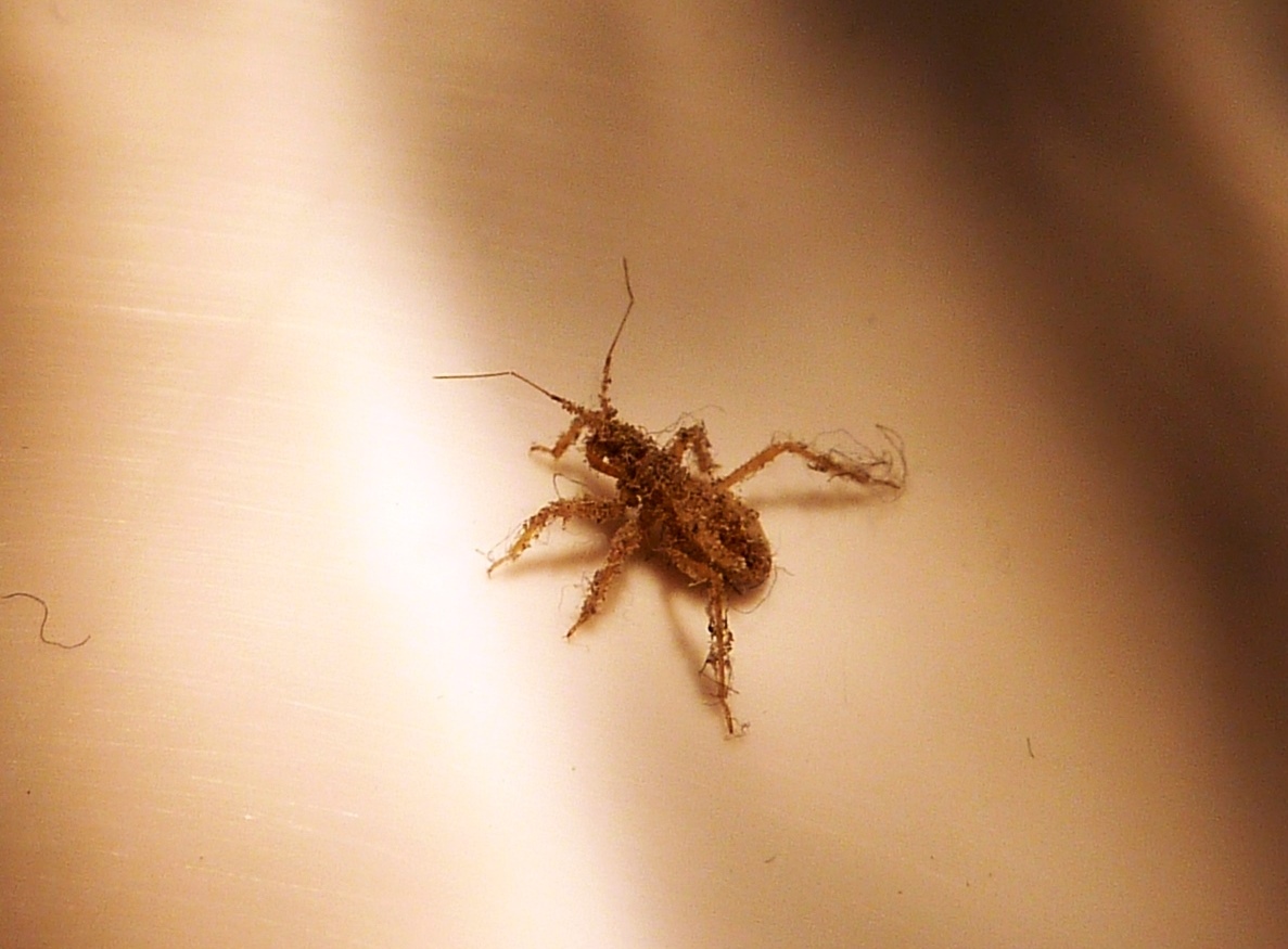 Was ist das........Käfer/ Spinne ?