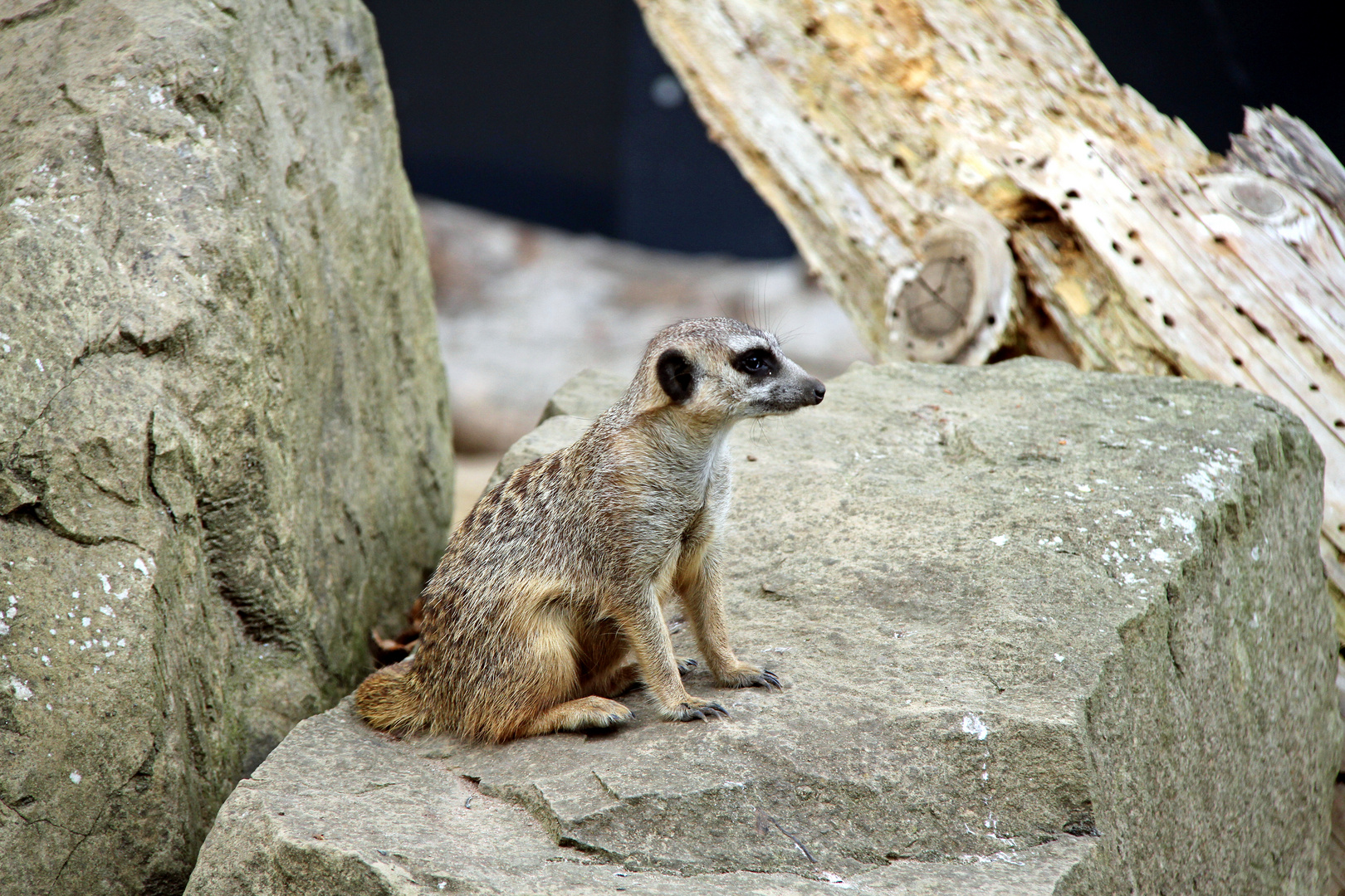 Was ist den das für ein seltenes Tier im Zoo Heidelberg?