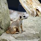 Was ist den das für ein seltenes Tier im Zoo Heidelberg?