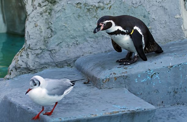 Pinguine Bilder & Fotos