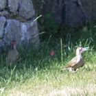 Was ist denn das für ein Vogel?