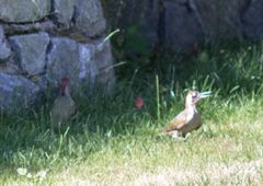 Was ist denn das für ein Vogel?