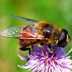 Was ist denn das für eine Bienenart ?