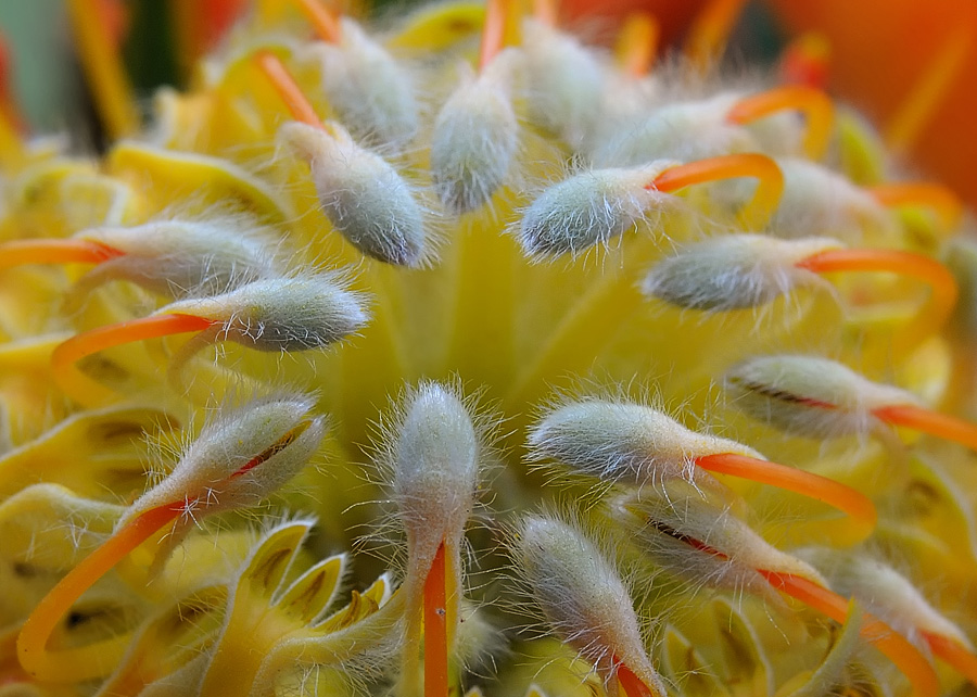 Was ist denn das für eine Blüte?