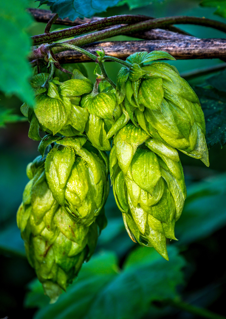 "WAS IST DENN DAS" - Hopfen?