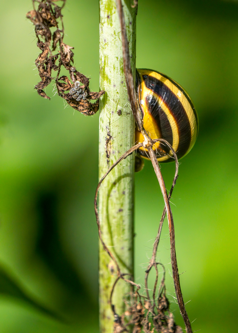 "WAS IST DENN DAS" - ich mein nicht die Schnecke?