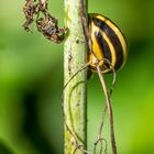 "WAS IST DENN DAS" - ich mein nicht die Schnecke?