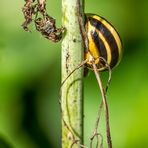 "WAS IST DENN DAS" - ich mein nicht die Schnecke?