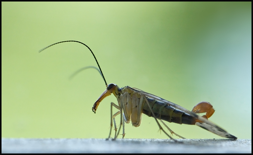 Was ist denn das? -> Skorpionsfliege