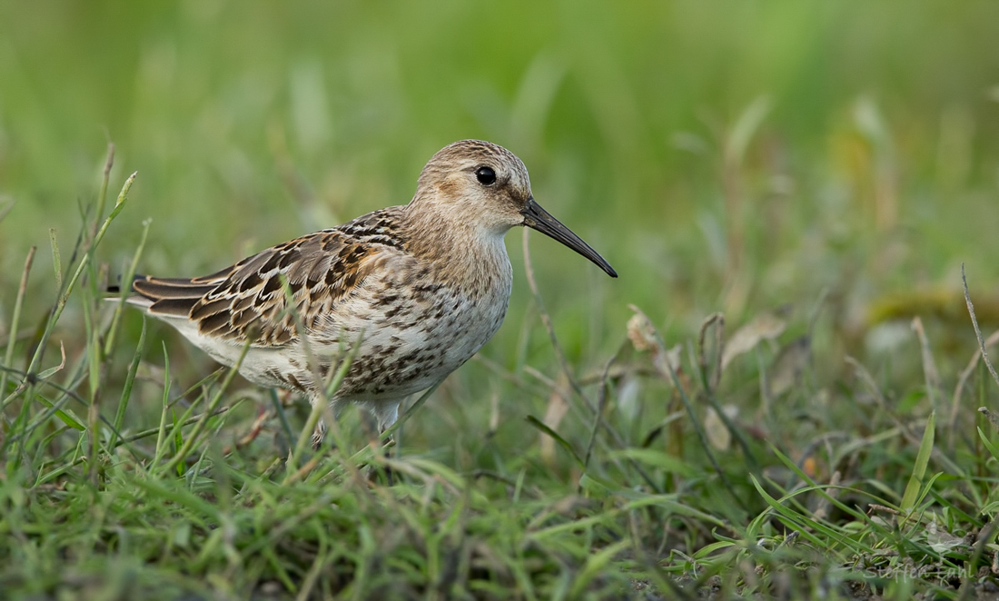 Was ist denn dort im Gras zu sehen - ein Alpenstrandläufer?