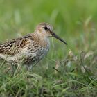 Was ist denn dort im Gras zu sehen - ein Alpenstrandläufer?