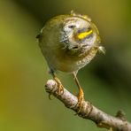 "WAS ist denn mit dem los"