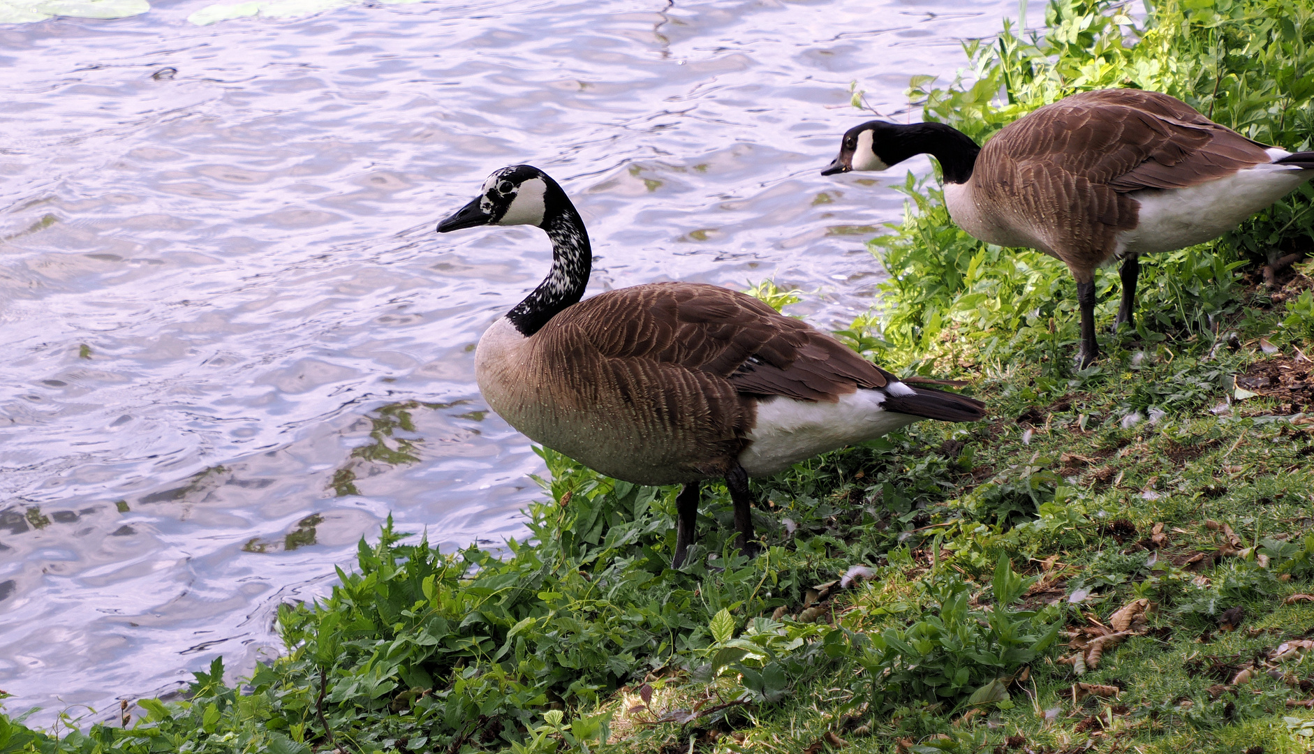 Was ist denn mit der Gans los ? 