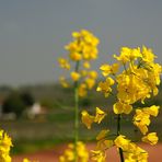 Was ist der Frühling schön wenn die Sonne scheint.