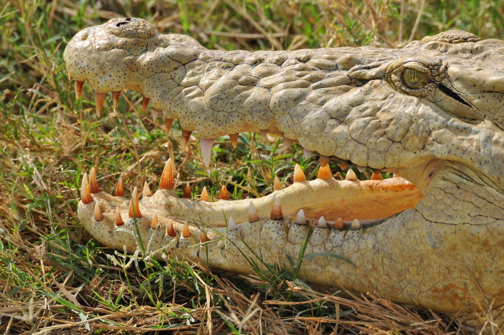 Was ist der Unterschied zwischen einem Krokodil?