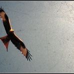 was ist dies für ein vogel und wie, technisch gesehen, hat er den weg hierher gefunden?