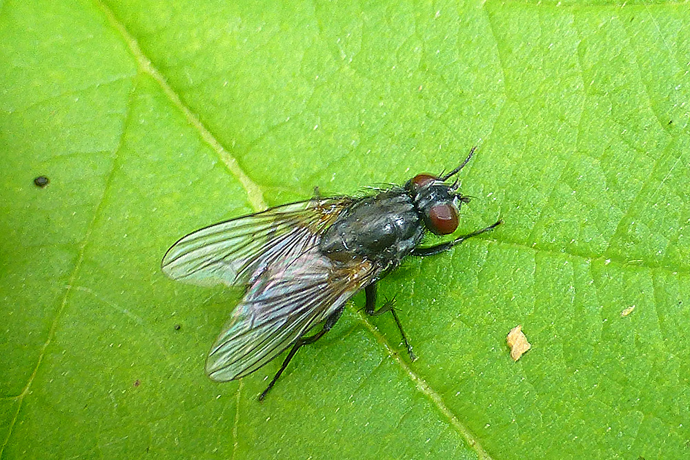 Was ist dies für eine Fliege?-2