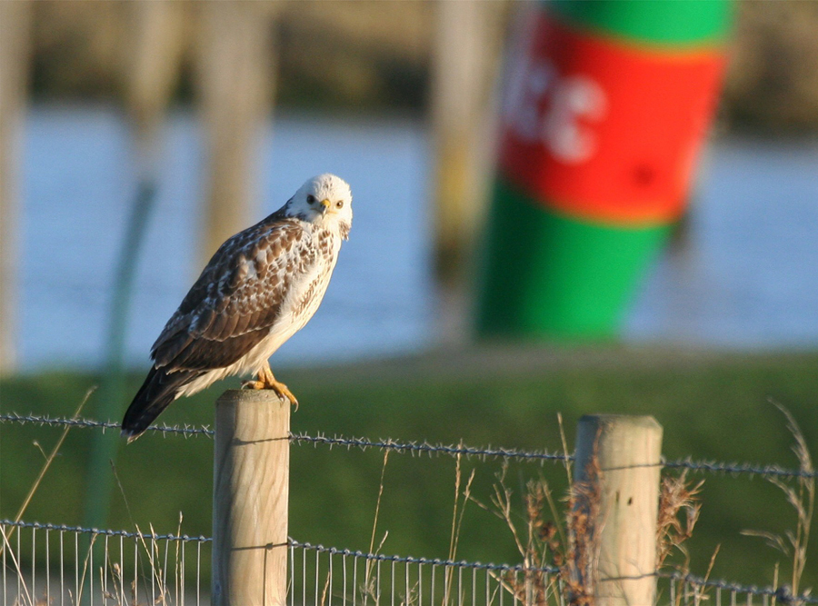 Was ist ein Hagebutten-Buteo? ;-)