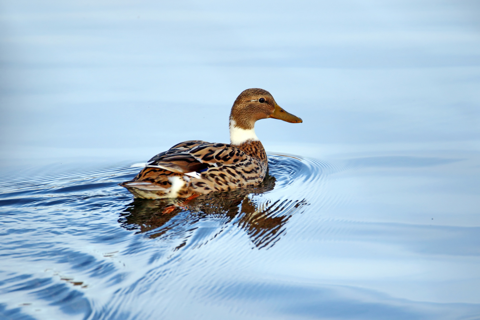 Was ist eine Hybrid Ente?