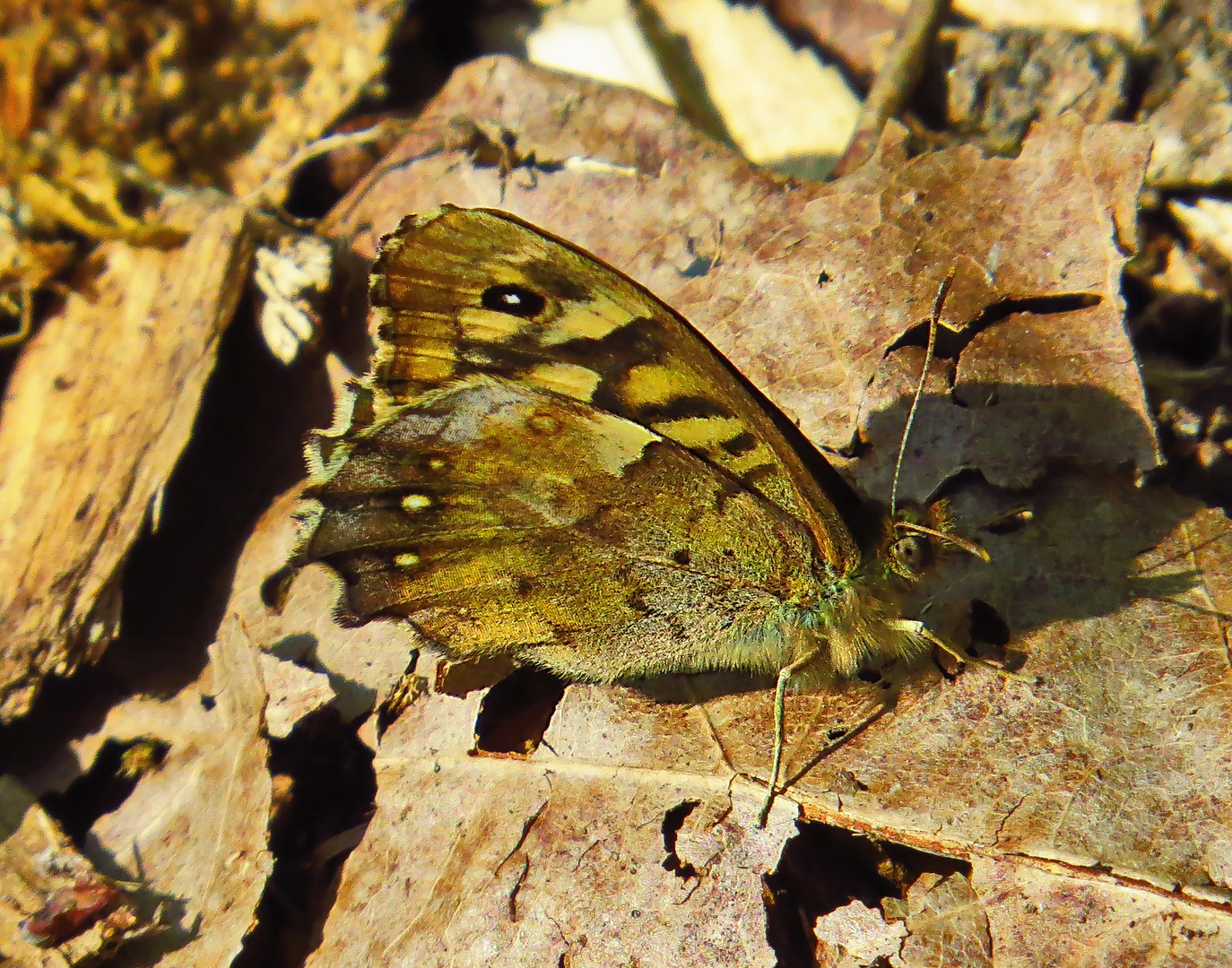 Was ist es für eine Schmetterling?