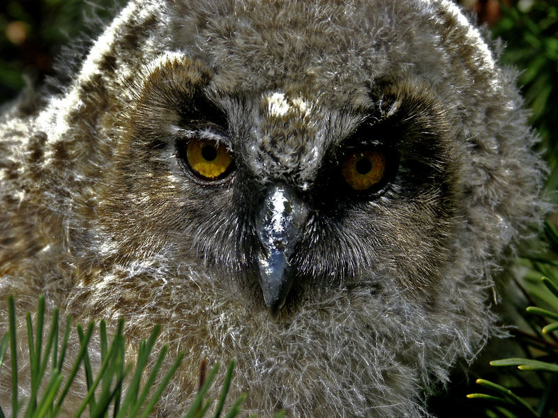 Was ist flauschig und hat gelbe Augen?