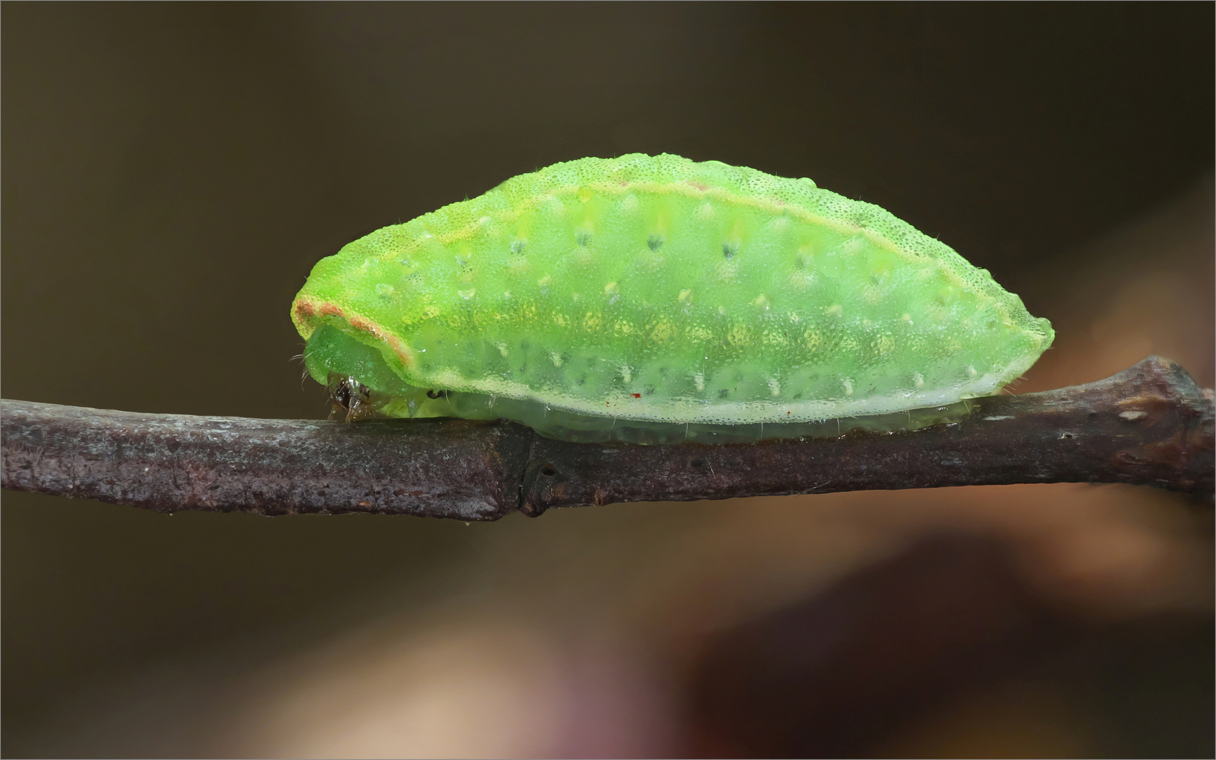 Was ist Grün Foto & Bild makro, natur, herbst Bilder auf
