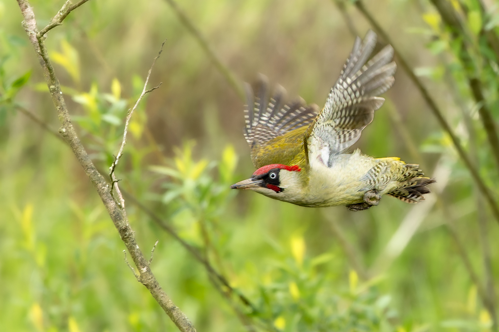 Was ist grün und fliegt?