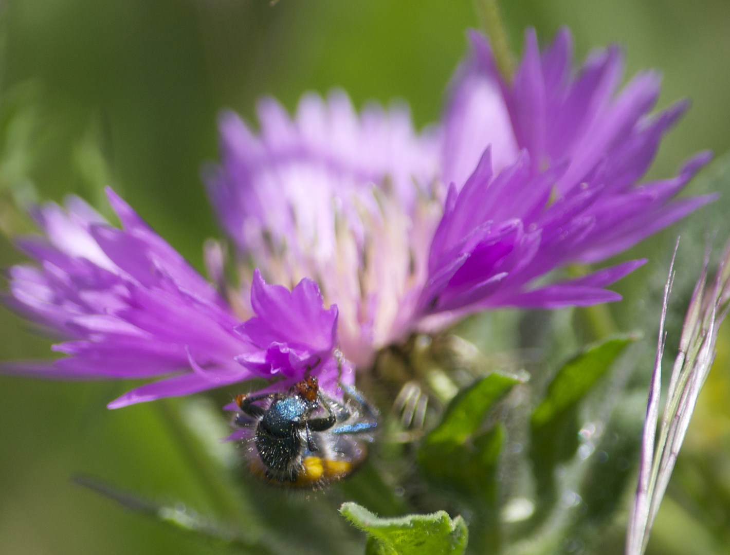 Was ist hier bloss so blauäugig?